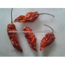 Dried Chilli Spices